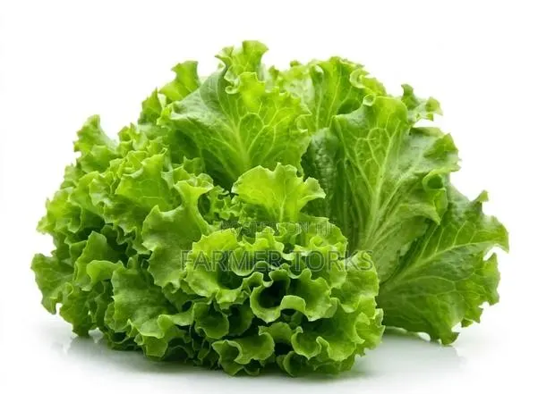 Fresh Lettuce · Photo 1