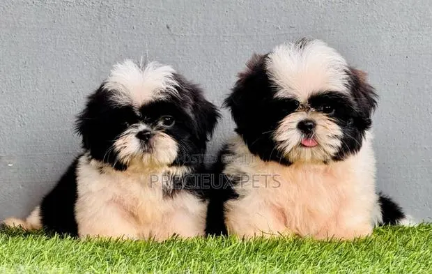 1-3 months Male Purebred Shih Tzu · Photo 1