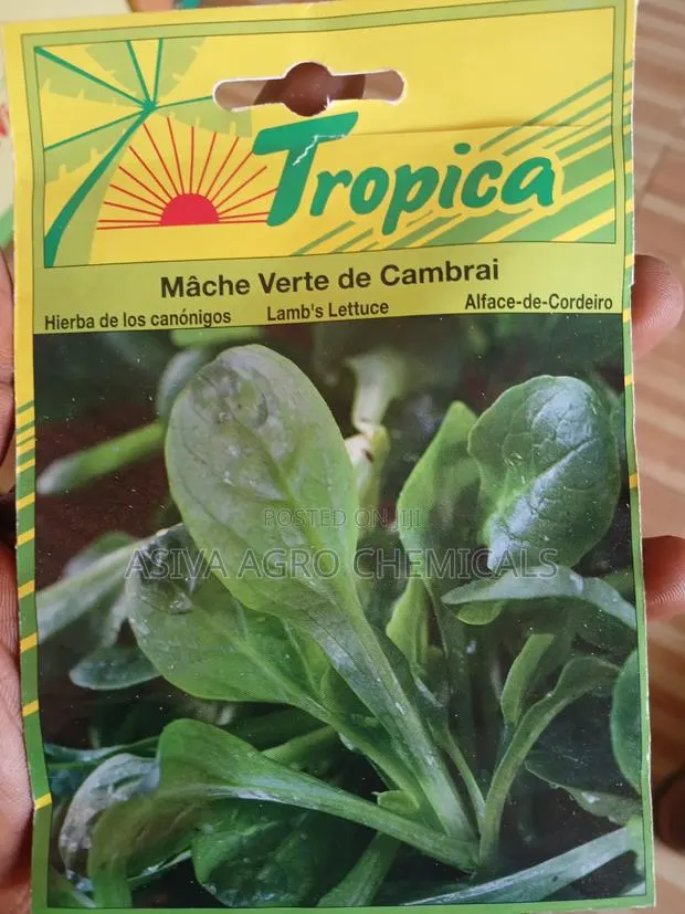 Lamb's Lettuce/ Cornsalad Seeds · Photo 1