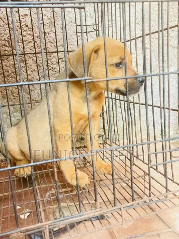 1-3 months Female Mixed Breed American Pit Bull Terrier · Photo 1