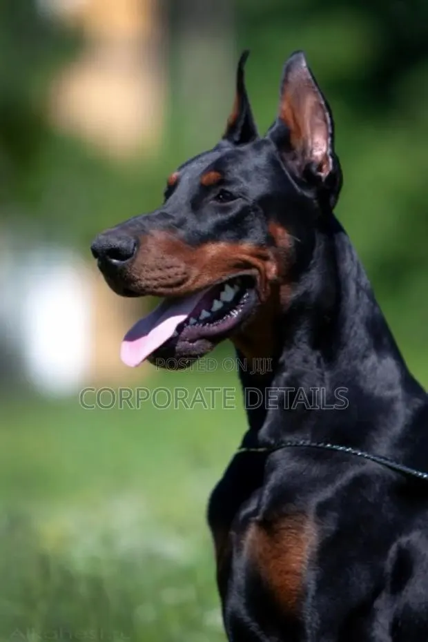 1+ year Male Purebred Doberman Pinscher · Photo 1