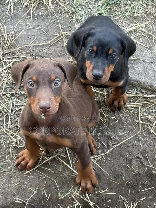 1-3 months Male Purebred Doberman Pinscher · Photo 1