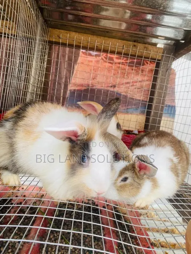 Healthy Rabbit for Sell · Photo 2