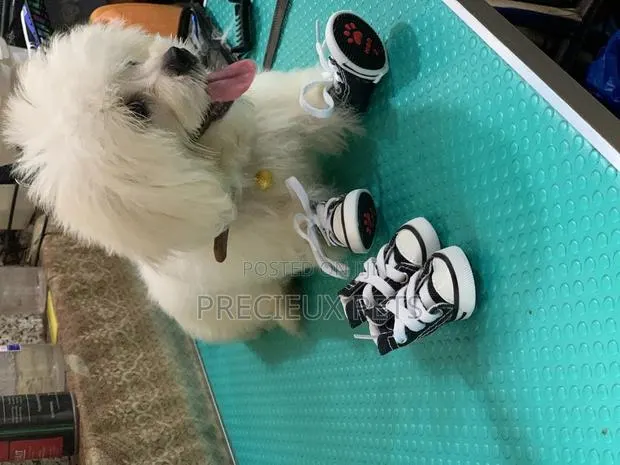 Toy Dog Clothings Series 111 Shoes · Photo 1