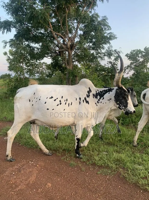 Healthy Cow · Photo 1