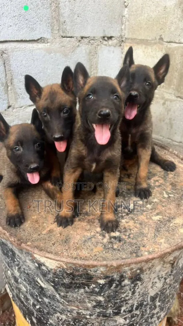 1-3 months Male Purebred Belgian Malinois · Photo 1