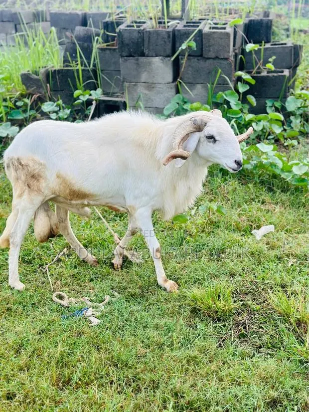 Sheep Is for Sale · Photo 1