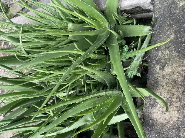 Aloe Vera Plant · Photo 1