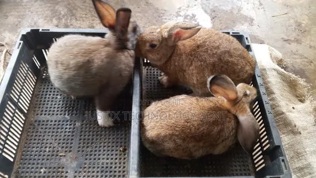 Healthy Rabbit (Growers) · Photo 1