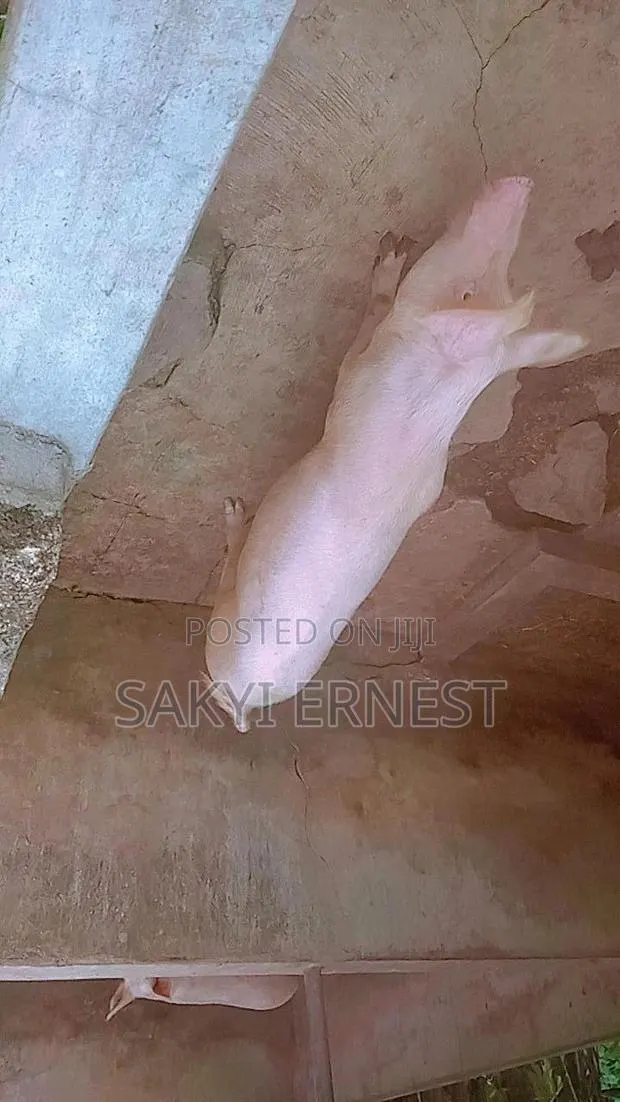 4 80kg Pigs for Sell · Photo 1