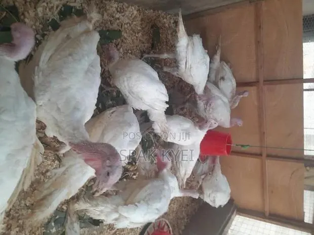 Turkey for Sale · Photo 1