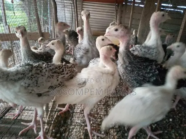 Young Turkeys for Sale · Photo 1