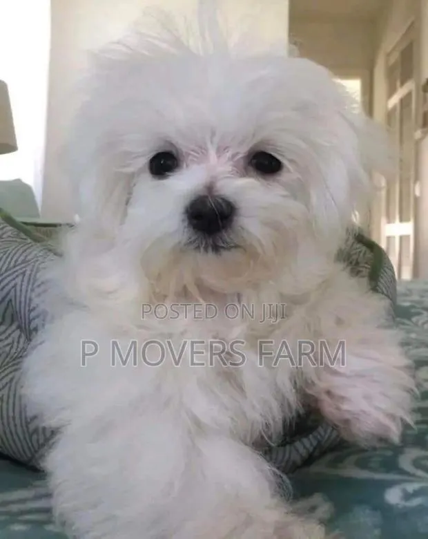 1-3 months Male Purebred Poodle · Photo 1