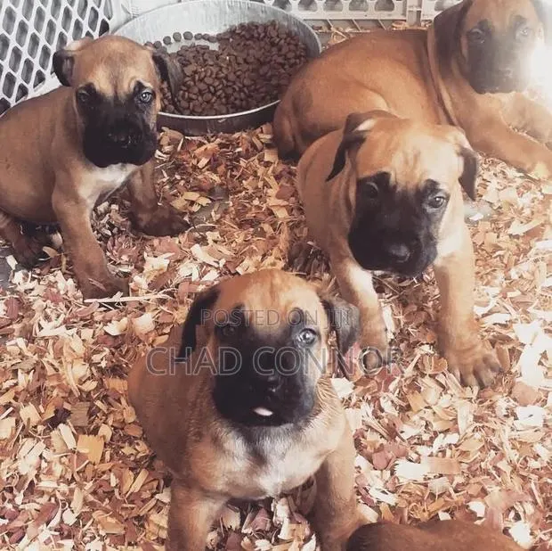 1-3 months Male Purebred Boerboel · Photo 1