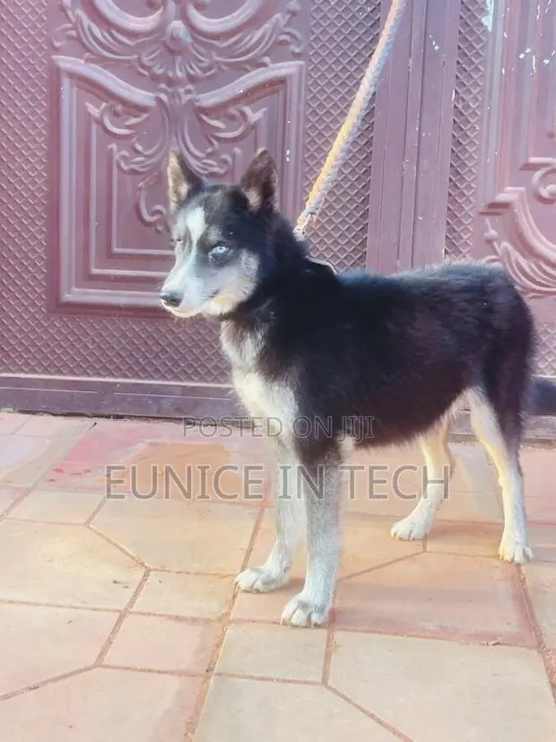 3-6 months Female Purebred Siberian Husky · Photo 1