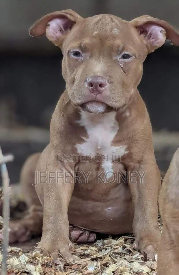 1-3 months Male Purebred American Bully · Photo 1