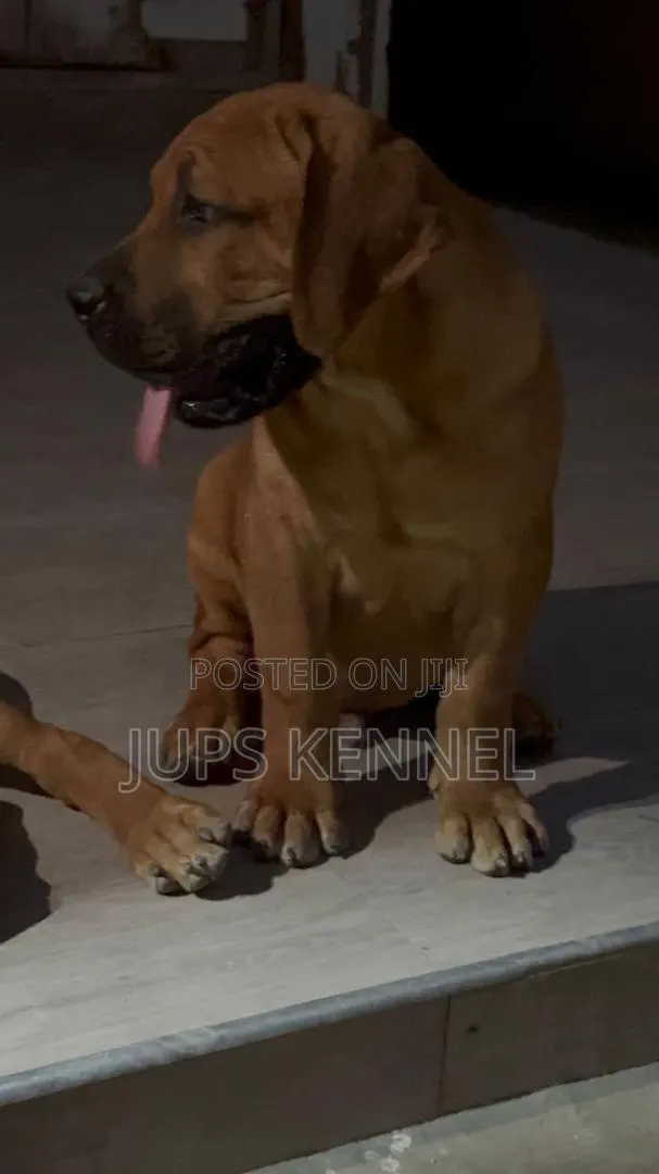 1-3 months Female Purebred Boerboel · Photo 1