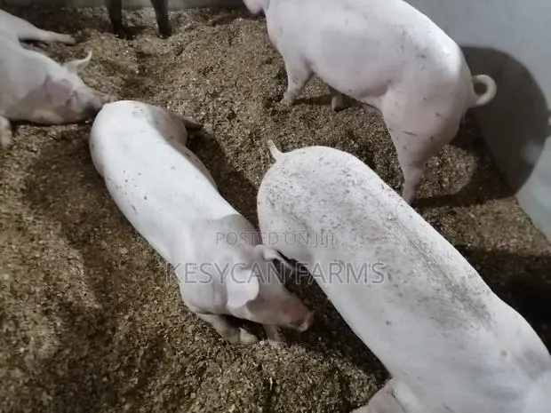 Pigs For Sale · Photo 1