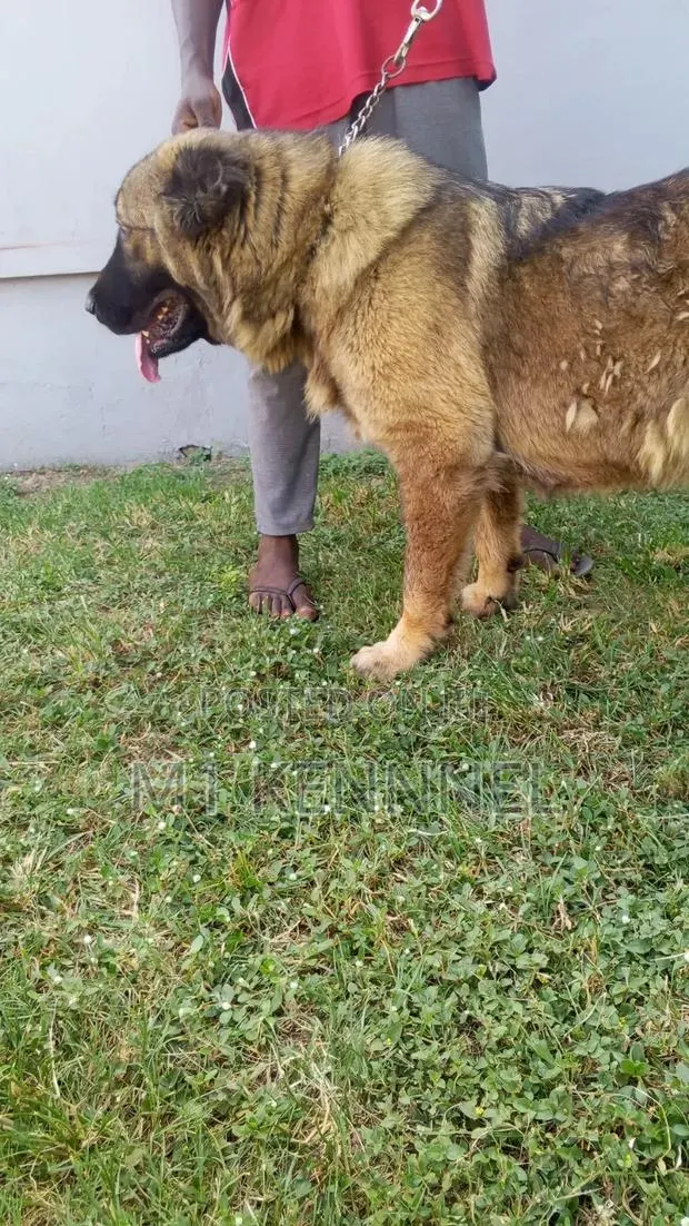 1+ year Female Purebred Caucasian Shepherd · Photo 1