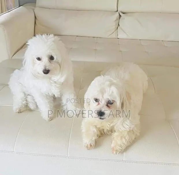 1-3 months Female Purebred Bichon Frise · Photo 1