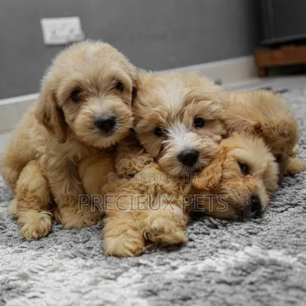 1-3 Month Female Purebred Poodle · Photo 1