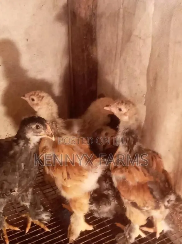4,6,8 and 10 Weeks Brahma Chicken for Sale · Photo 1