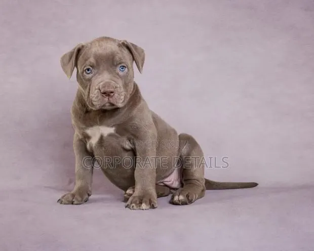 1-3 months Male Purebred American Pit Bull Terrier · Photo 1
