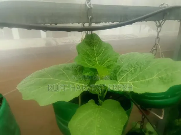Home Gardening · Photo 3