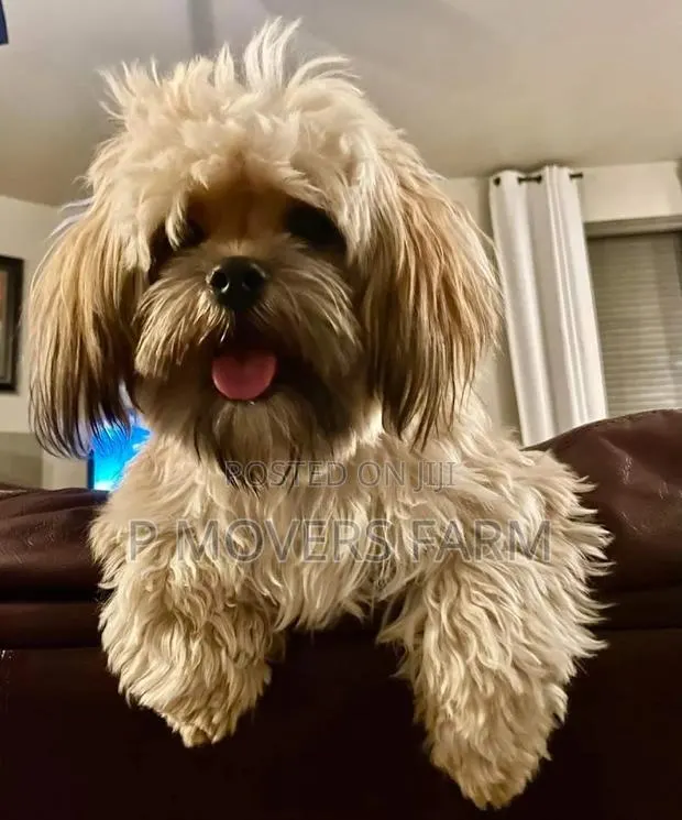 1-3 months Male Purebred Poodle · Photo 1