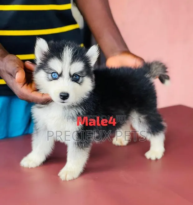 1-3 months Male Purebred Siberian Husky · Photo 1
