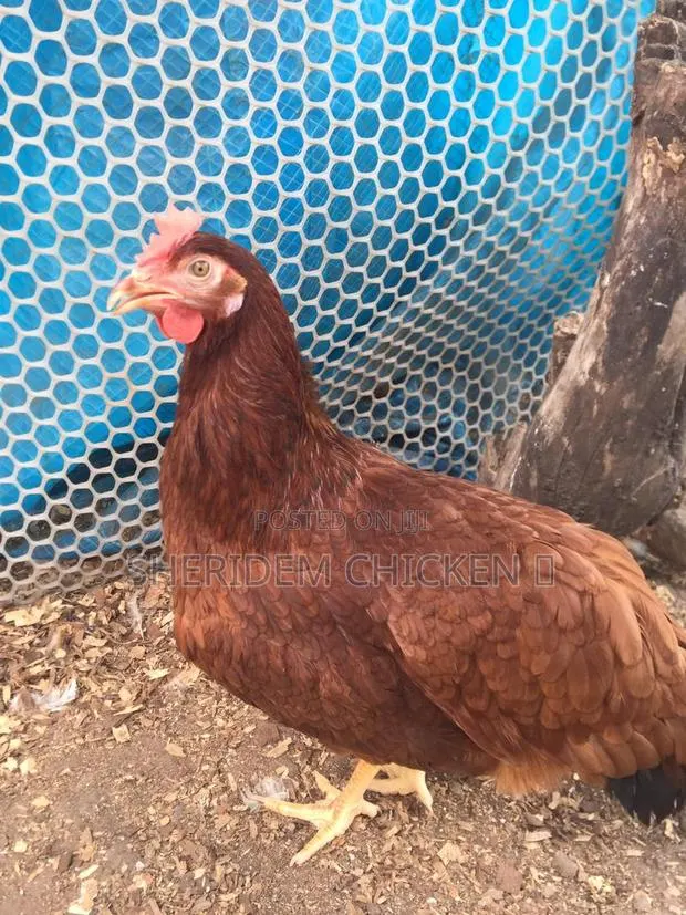Freshly Dressed Chicken · Photo 1