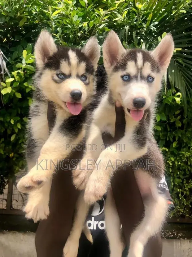 1-3 months Male Purebred Siberian Husky · Photo 1