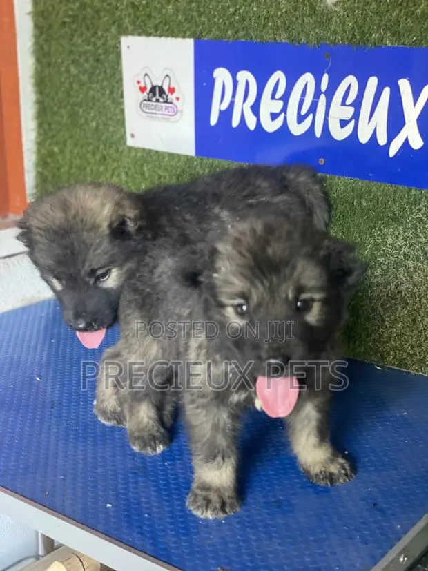 1-3 months Female Purebred Caucasian Shepherd · Photo 1