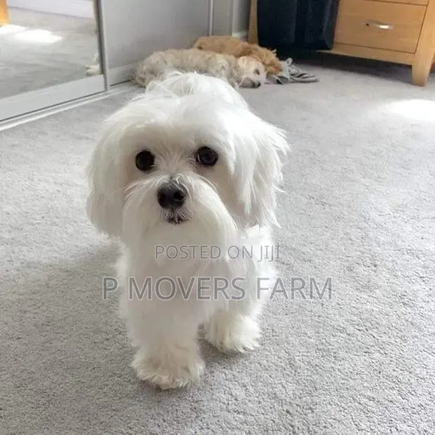 1-3 months Male Purebred Maltese · Photo 1