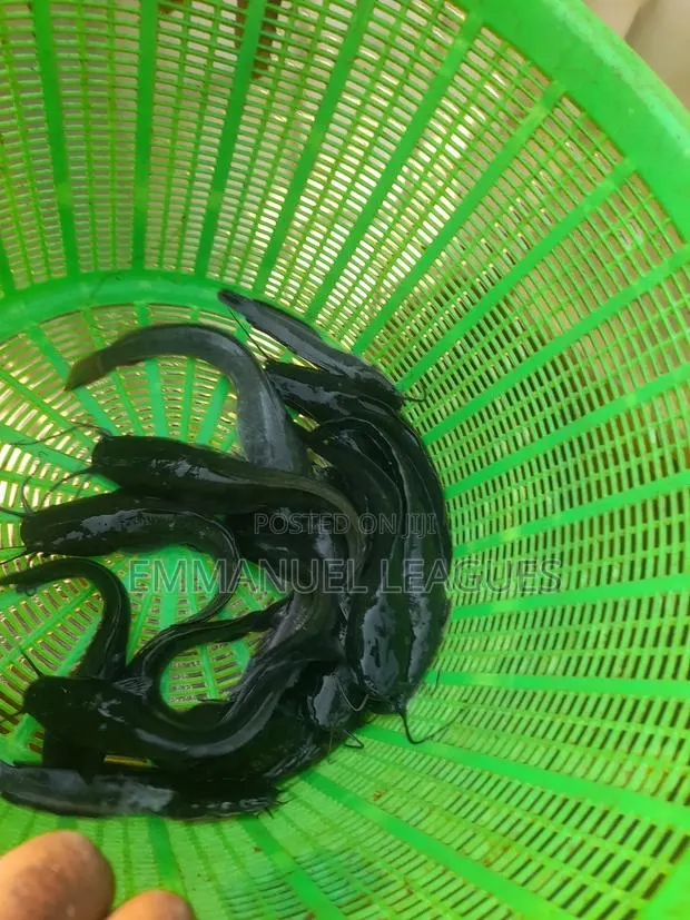 Call in for Your Catfish Juveniles. · Photo 1
