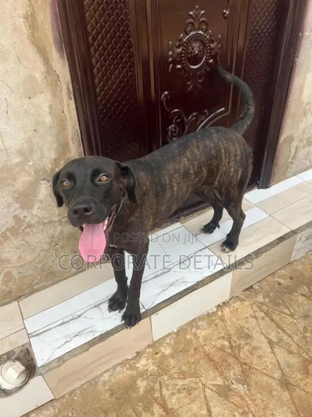 6-12 months Female Purebred Boerboel · Photo 1