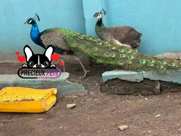 1 Pair of Adult Peacock (Peacock Peafowl) · Photo 1