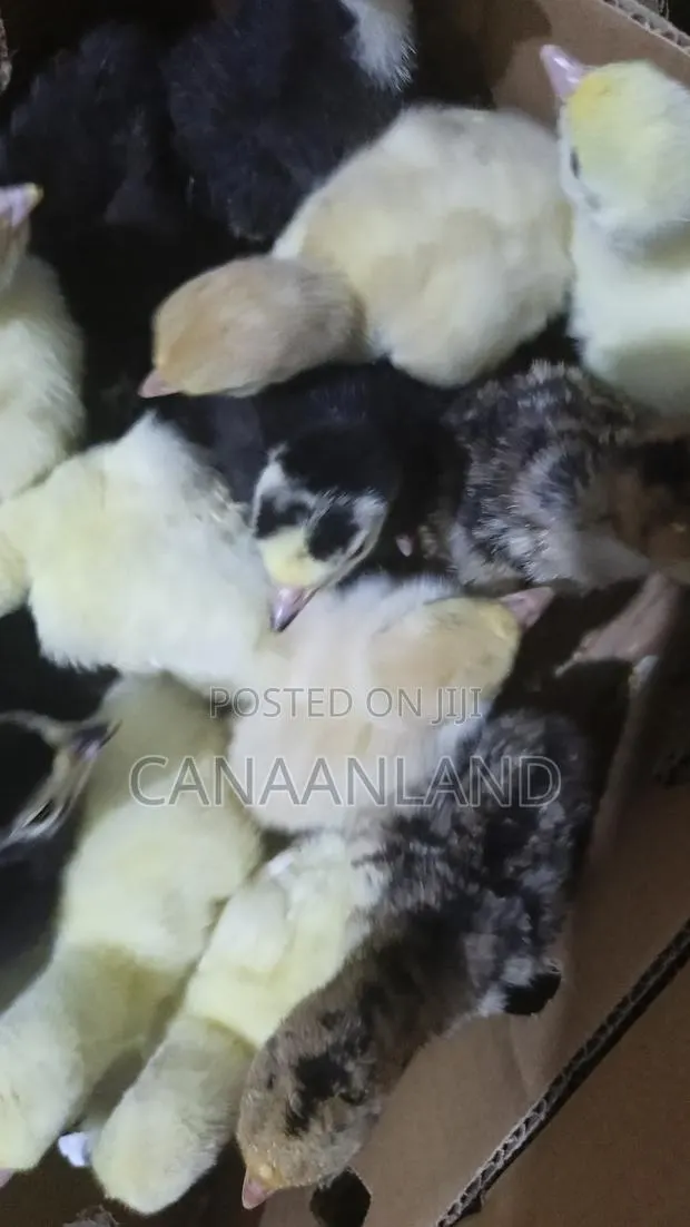 Hybrid/Local Day-Old ( Poults) Turkeys · Photo 1