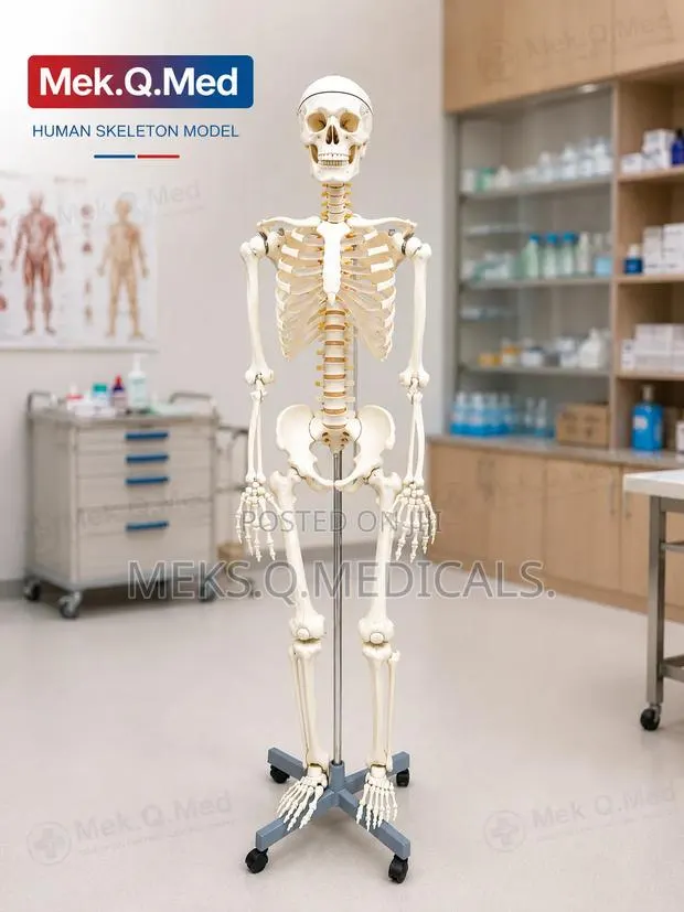Human Skeleton Model · Photo 1