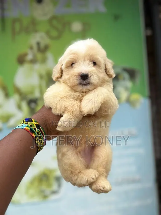 1-3 months Male Purebred Poodle · Photo 1