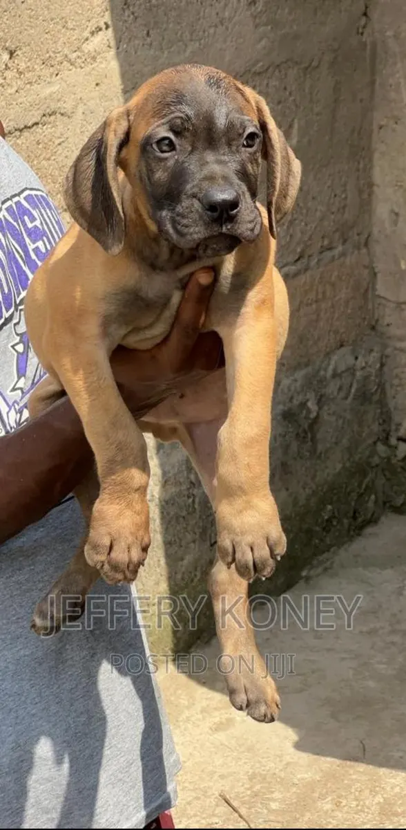 1-3 months Male Purebred Boerboel · Photo 1