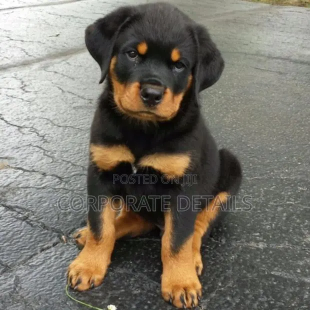 1-3 months Male Purebred Rottweiler · Photo 1