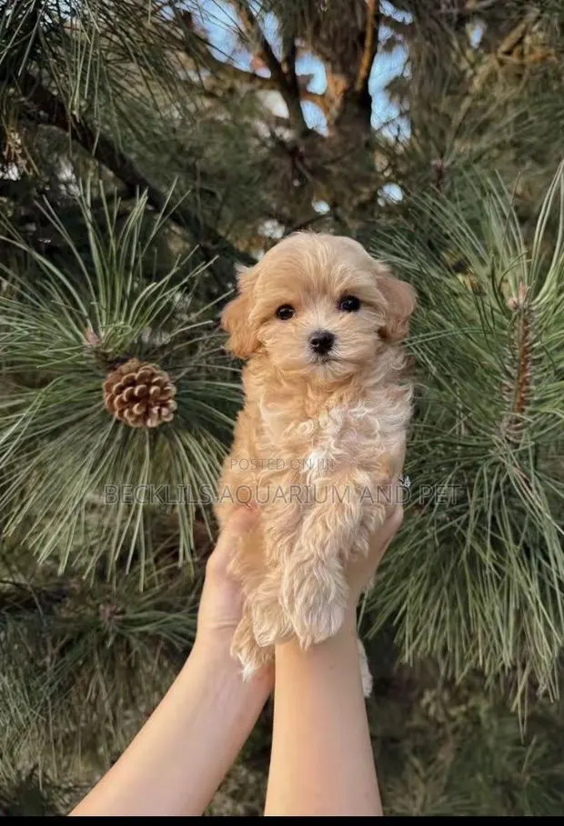 1-3 months Female Purebred Poodle · Photo 1
