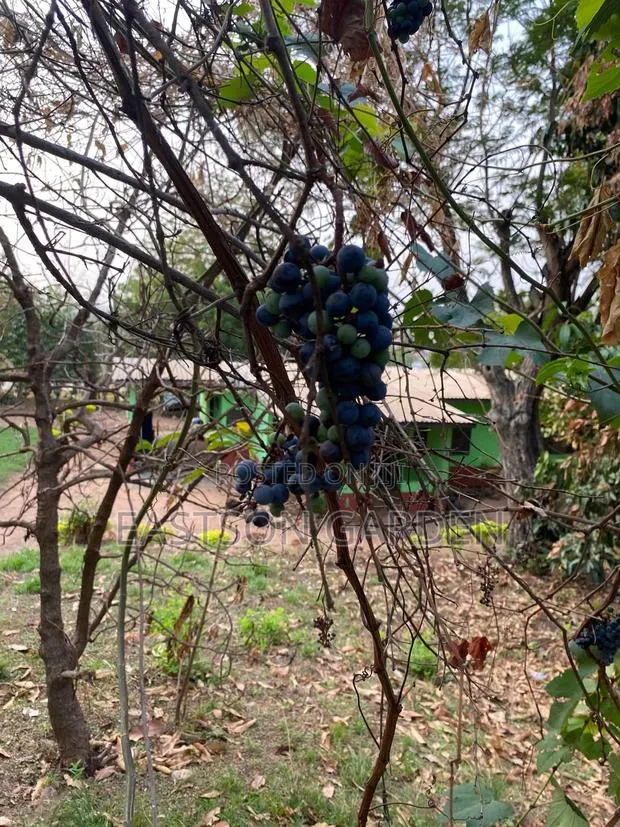 Exotic Grapes Seedless Table · Photo 3