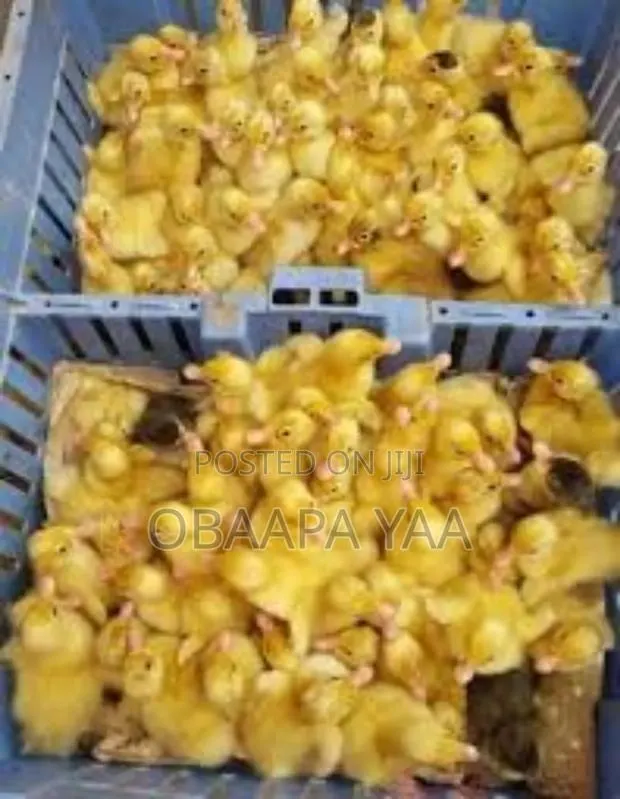 Day Old Duck's Going for 80ghc · Photo 2