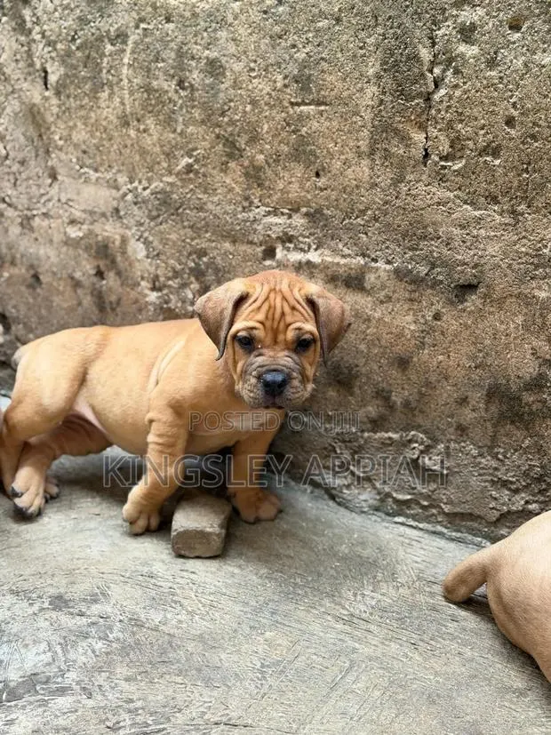1-3 months Female Purebred Boerboel · Photo 1