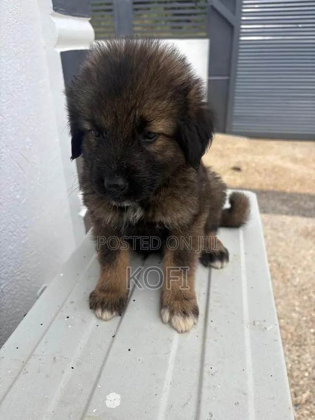 0-1 month Male Purebred Caucasian Shepherd · Photo 1