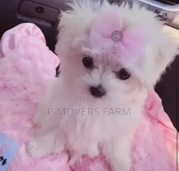 1-3 months Male Purebred Maltese · Photo 1
