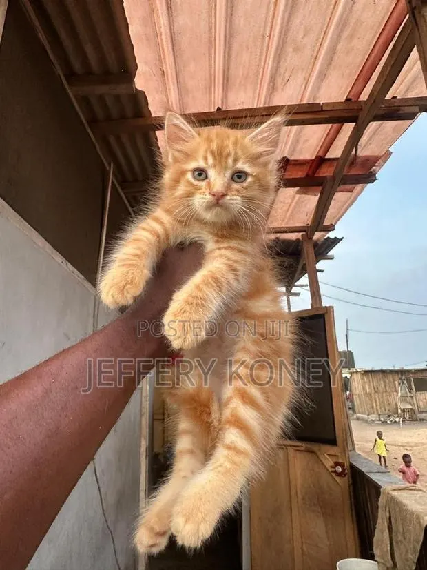 1-3 months Male Purebred Maine Coon · Photo 1