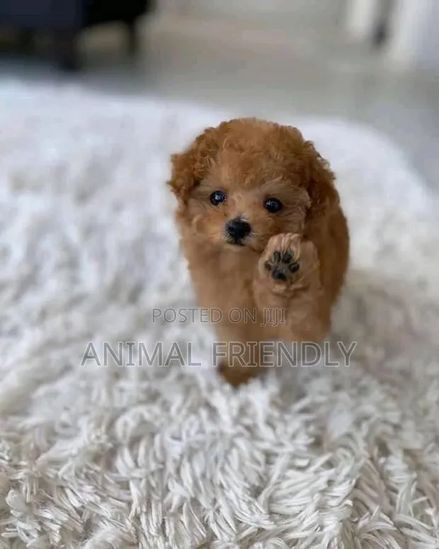1-3 months Male Purebred Poodle · Photo 1
